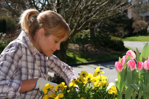 Garden maintenance team trimming hedges in a city garden