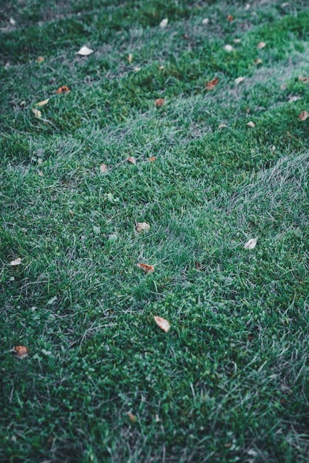 Close-up view of a well-maintained lawn with vibrant green grass, showing a mix of short, trimmed areas and slightly longer patches. The grass appears lush and healthy, with some small dry leaves scat